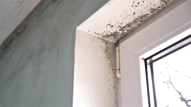 Winthrop, MN Mold Removal Company