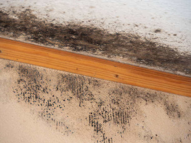 Best Real Estate Mold Inspection  in Winthrop, MN