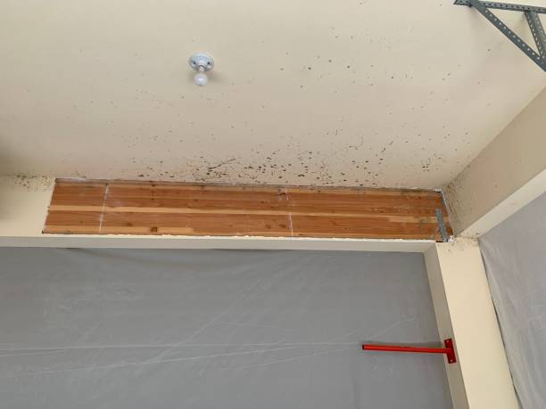 Best Attic Mold Removal  in Winthrop, MN